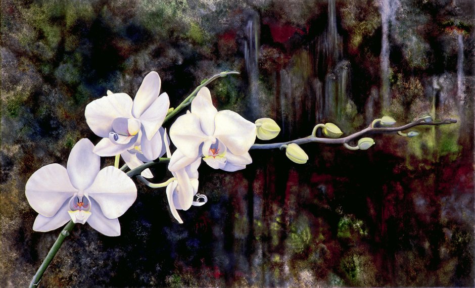Орхидея амальфи