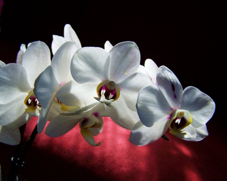 Орхидея тиара