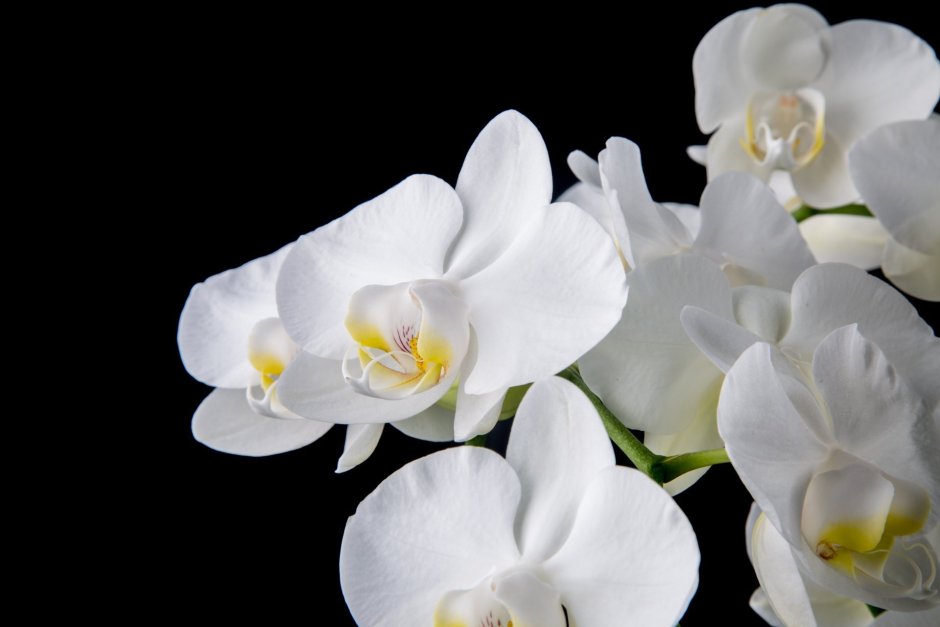 Орхидея Вайт Сван