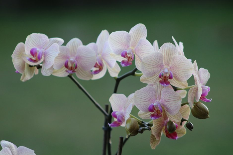 Орхидея фаленопсис Валентина