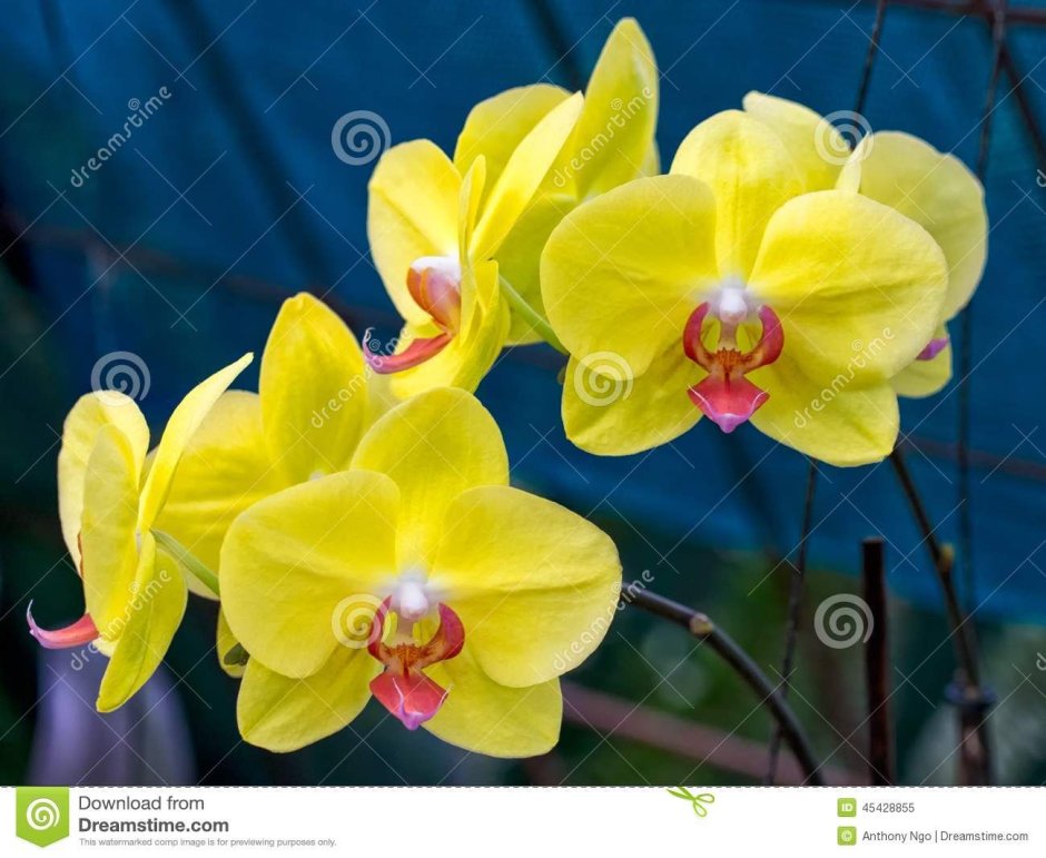 Орхидея Амальфи желтая