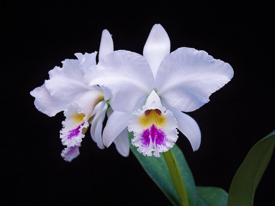 Орхидея Cattleya labiata Alba