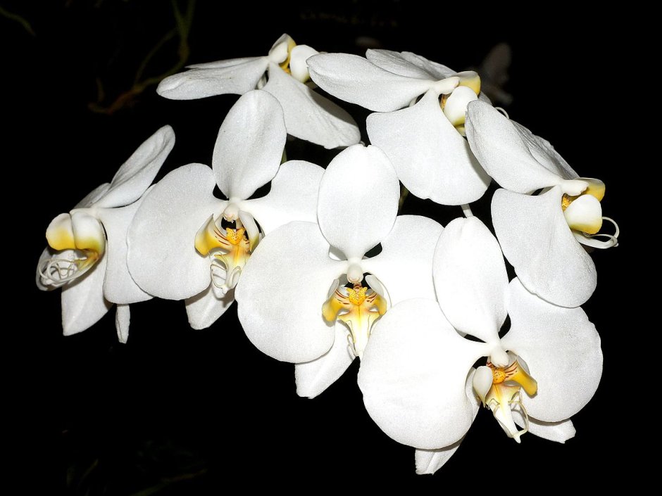 Орхидея белая Phalaenopsis amabilis
