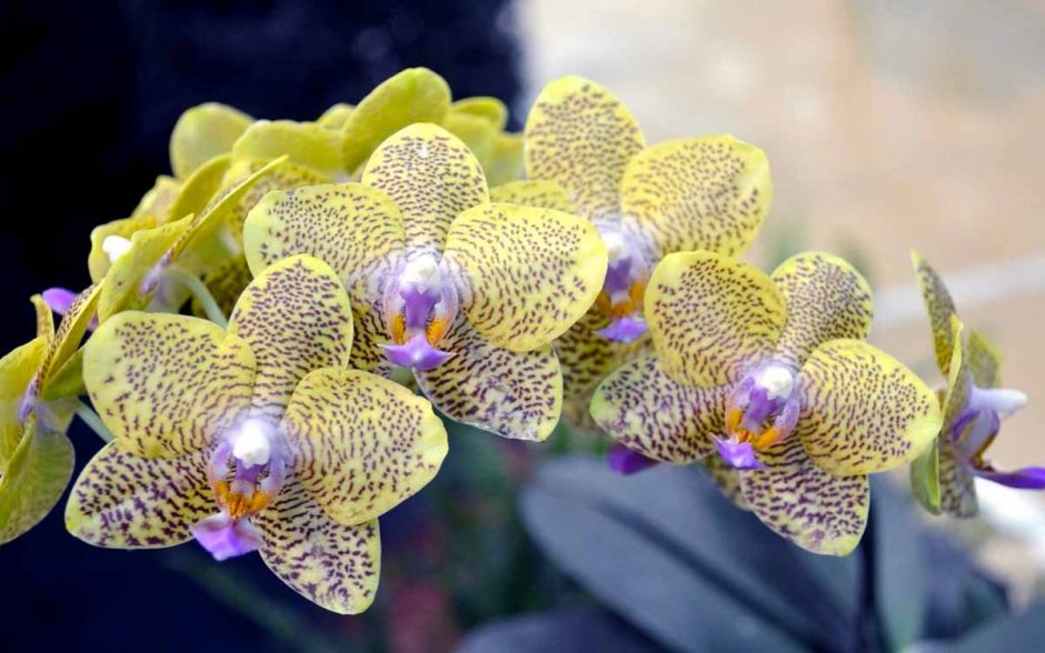 Орхидея фаленопсис Экзотик