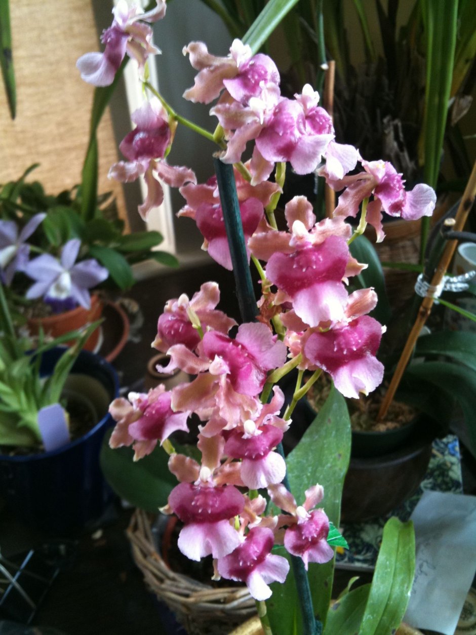Орхидея Камбрия Пасифик