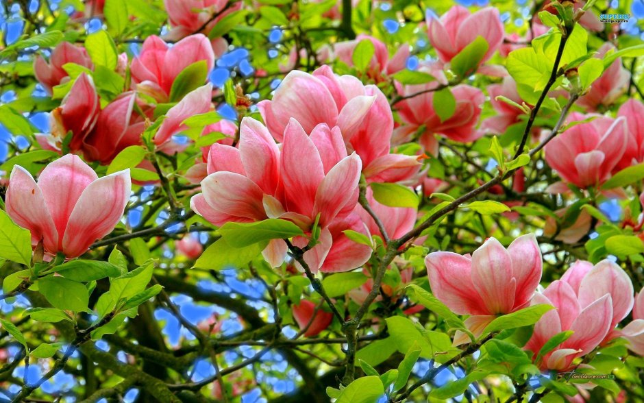Магнолия тюльпановое дерево