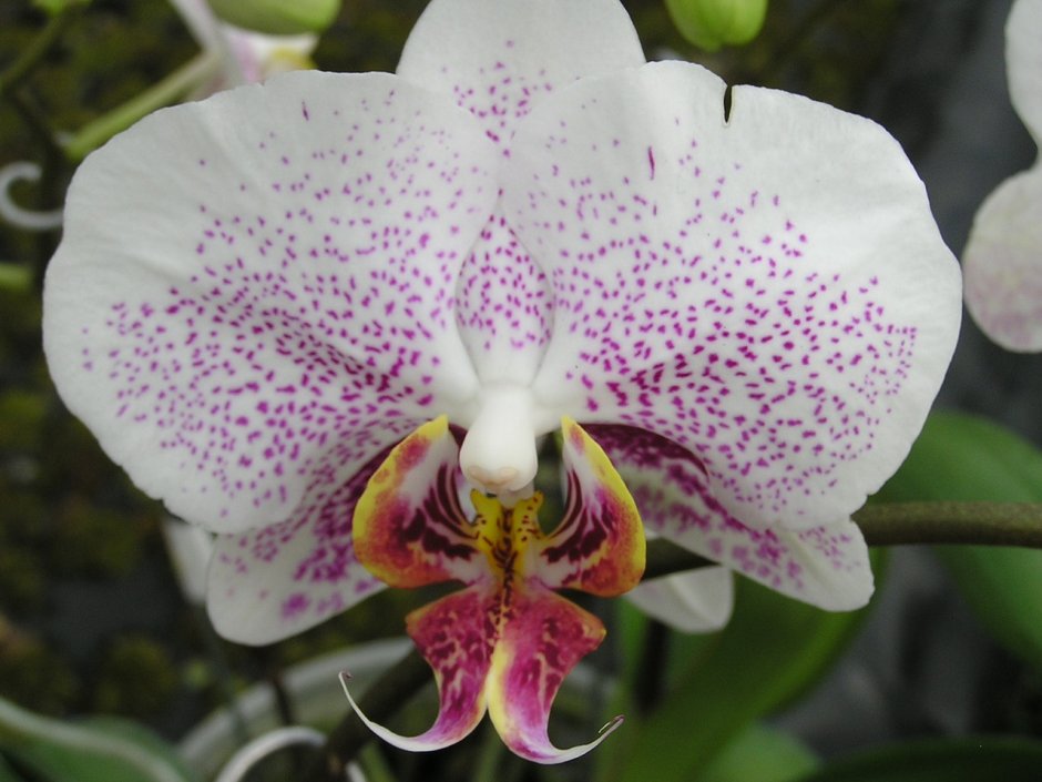 Драгон орхидея