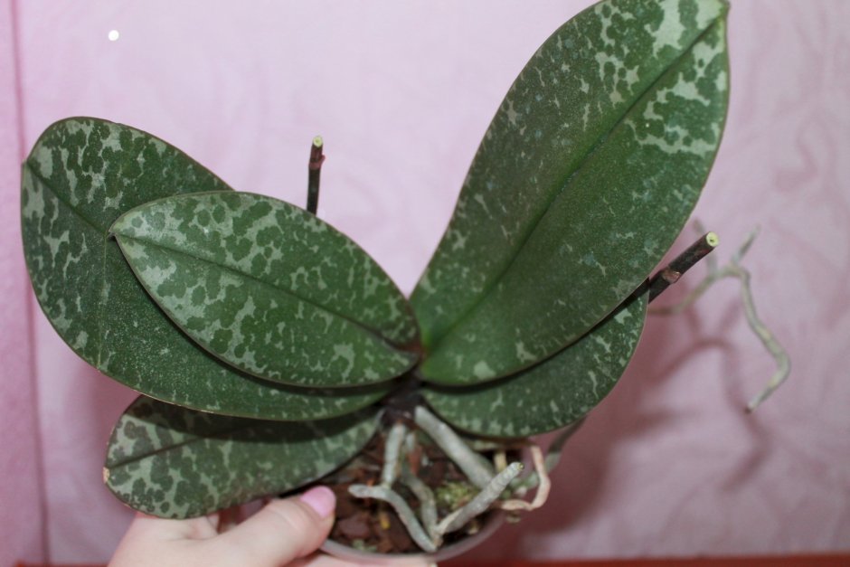 Фаленопсис с пятнистыми листьями сорта