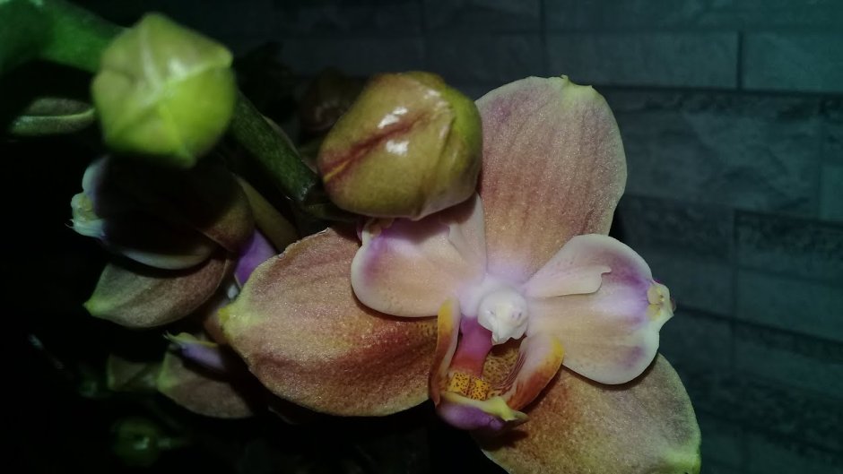 Блэк Баттерфляй Орхидея