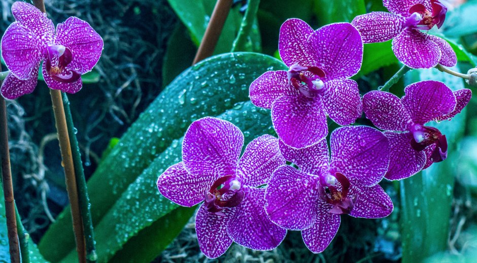 Драгоценная Орхидея Альба