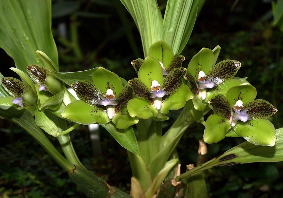 Орхидея Коулмана