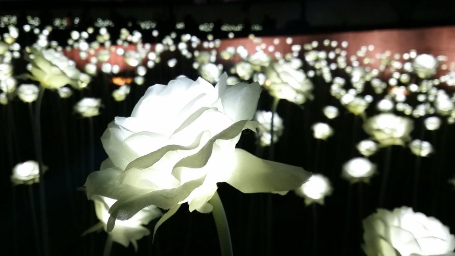 ДДП сад белых роз Сеул