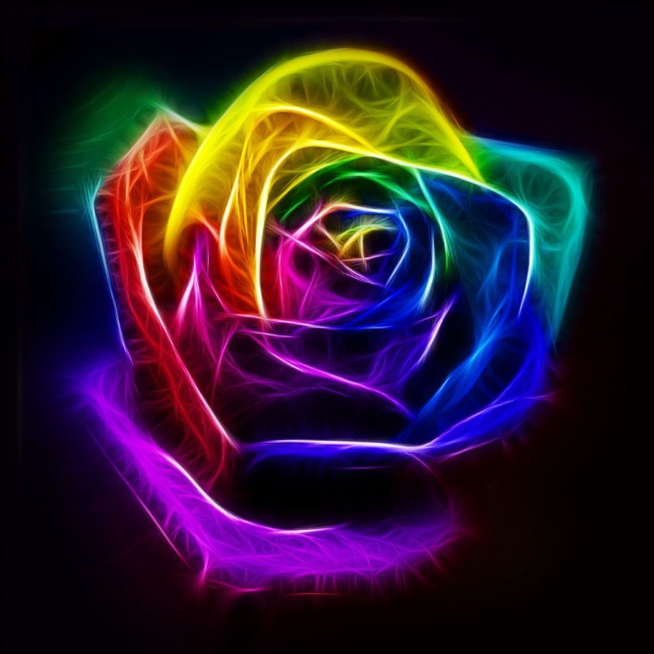 Радужная роза