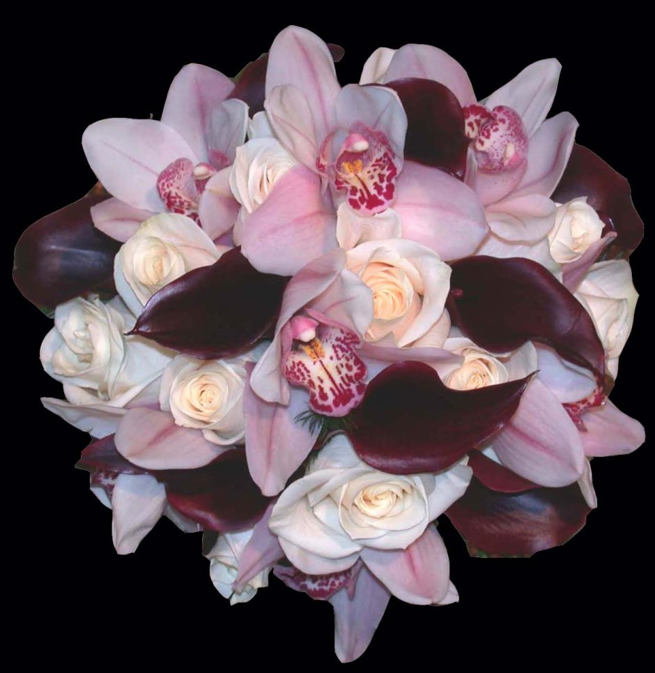 Cymbidium роза