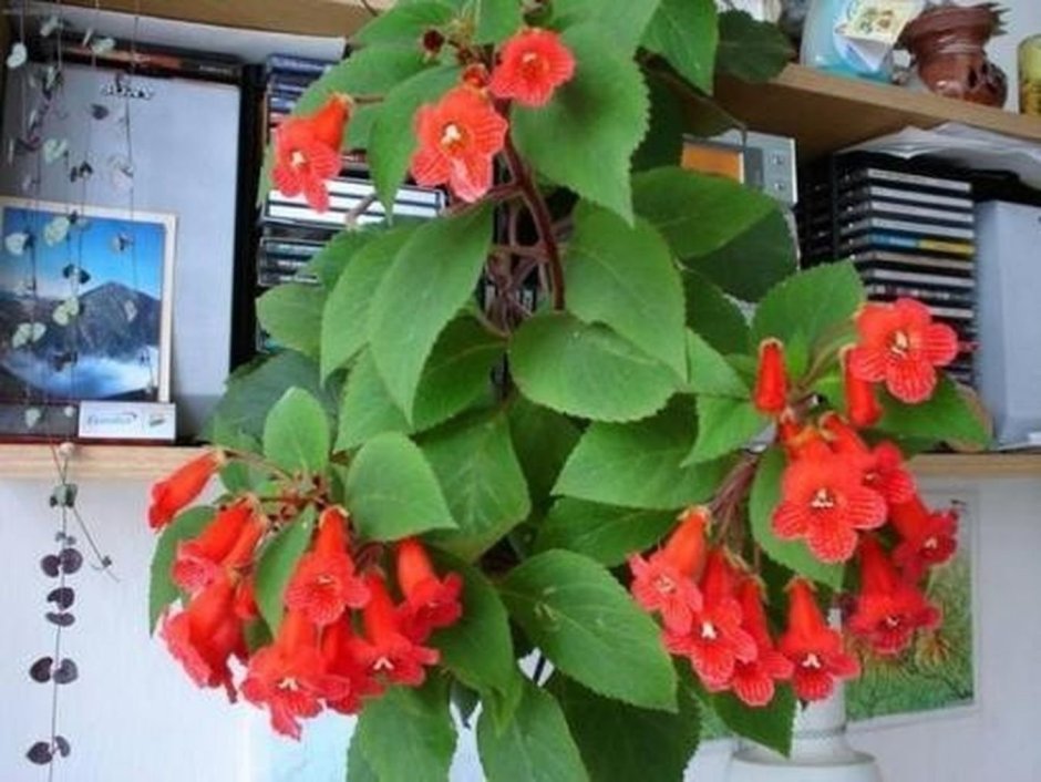 Комнатное растение с красными колокольчиками