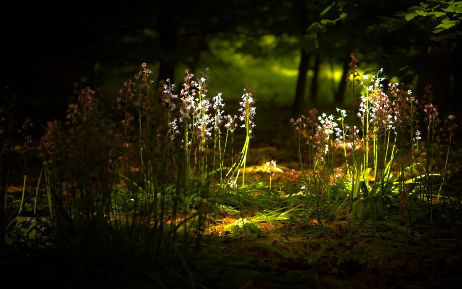 Цветочки в лесу