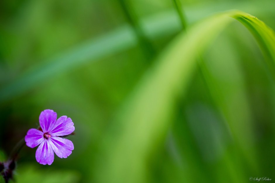 Зелено фиолетовый цветок