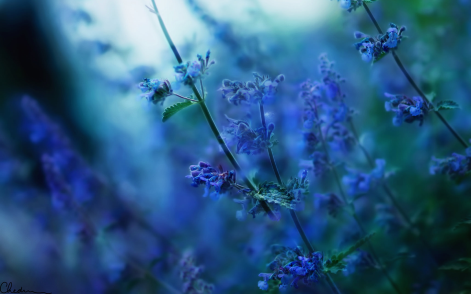 Цветы в голубых тонах полевые