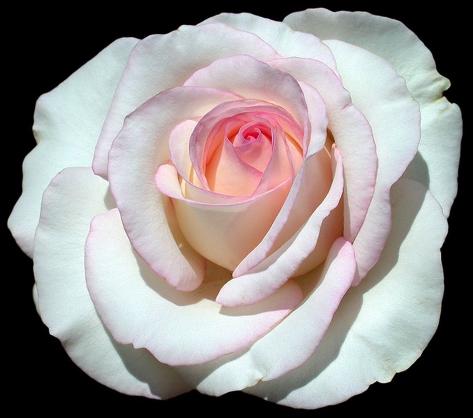 Роза чайно-гибридная Мунстоун