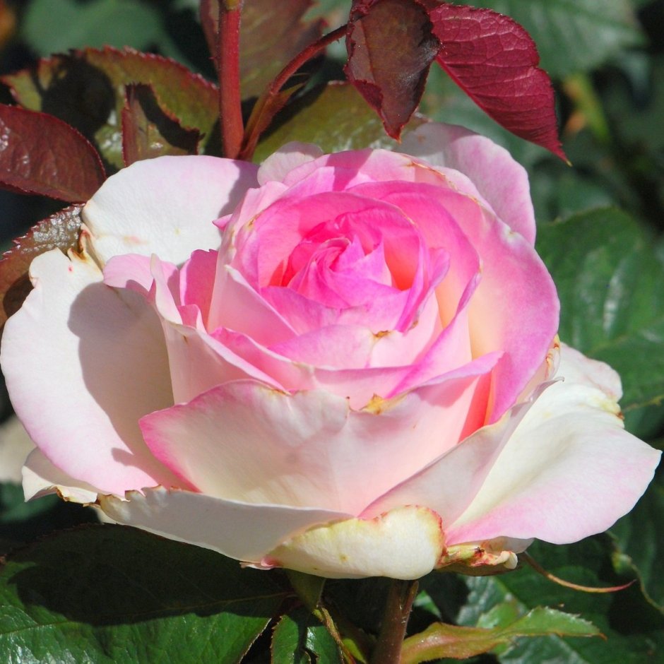 Роза чайно-гибридная Мунстоун