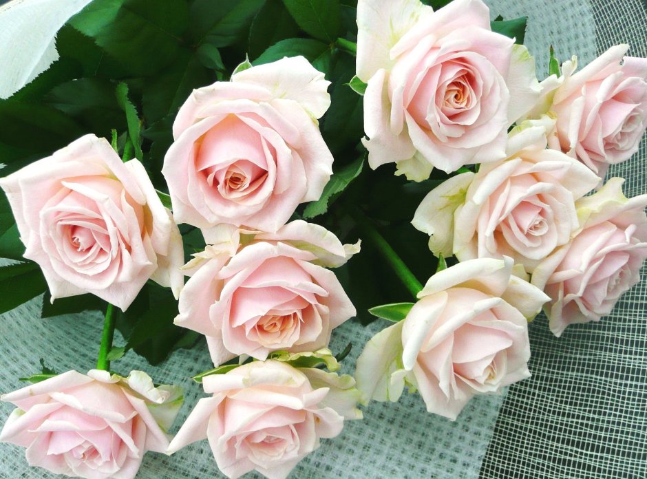 Белая роза с розовой серединой