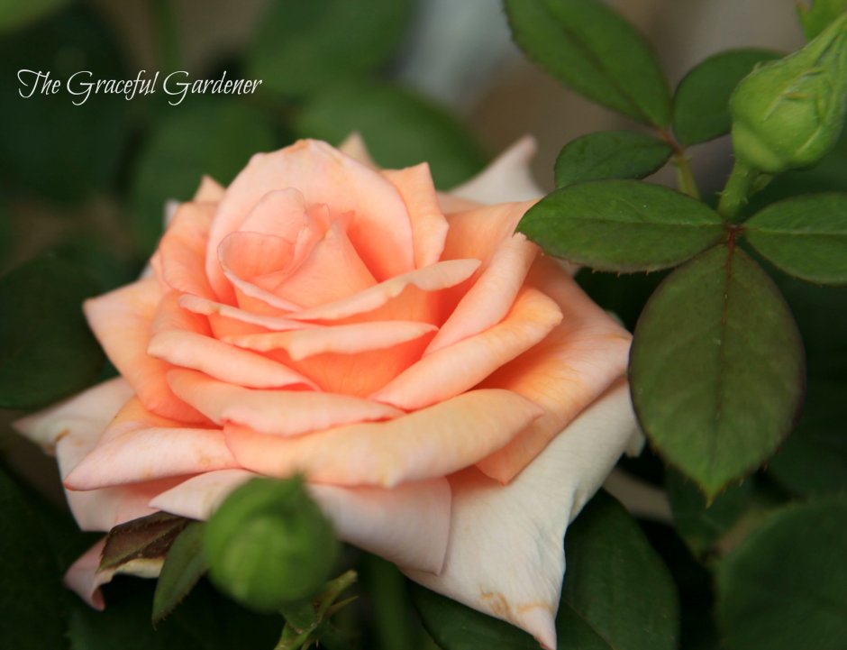 Розы флорибунды