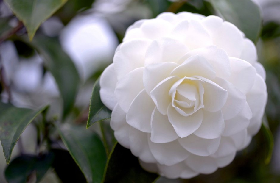 Camellia White пион