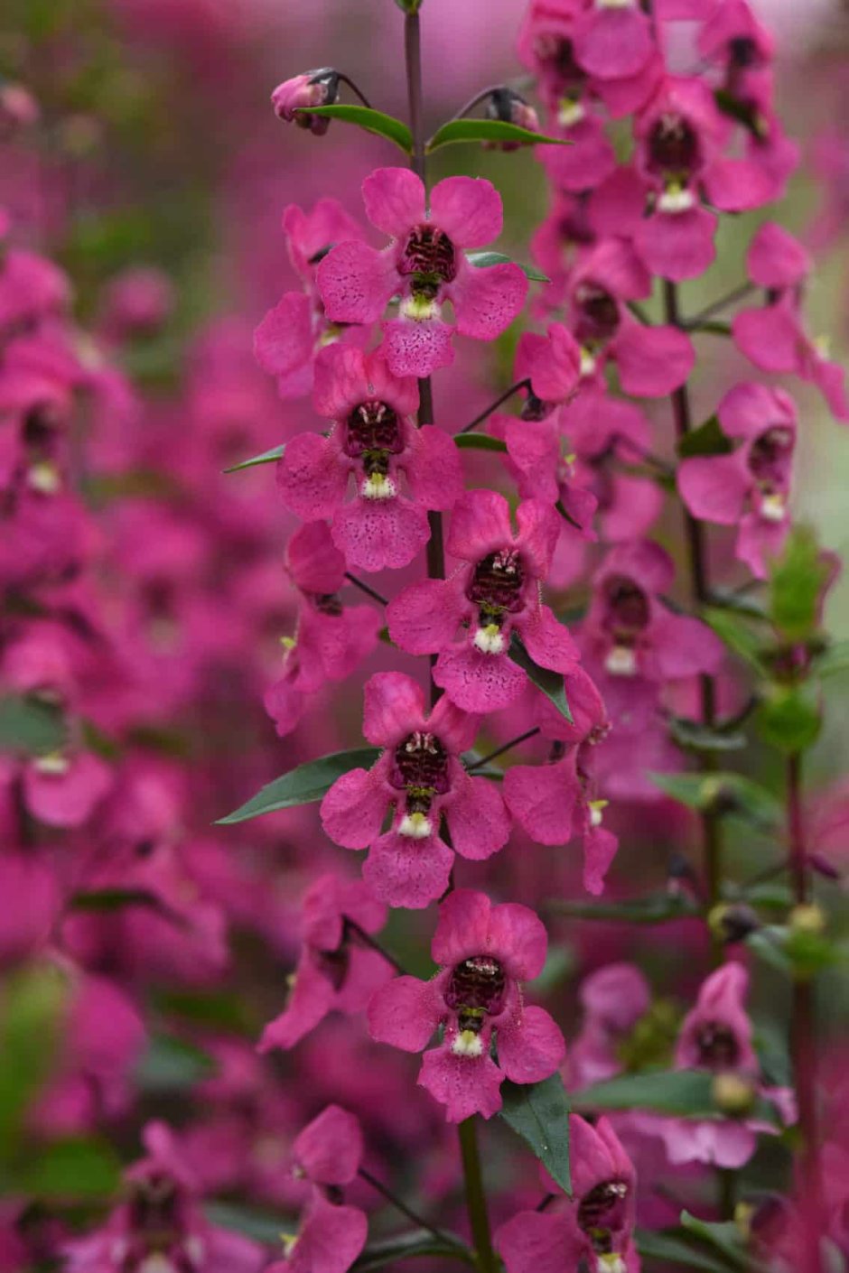 Angelonia Serena Rose