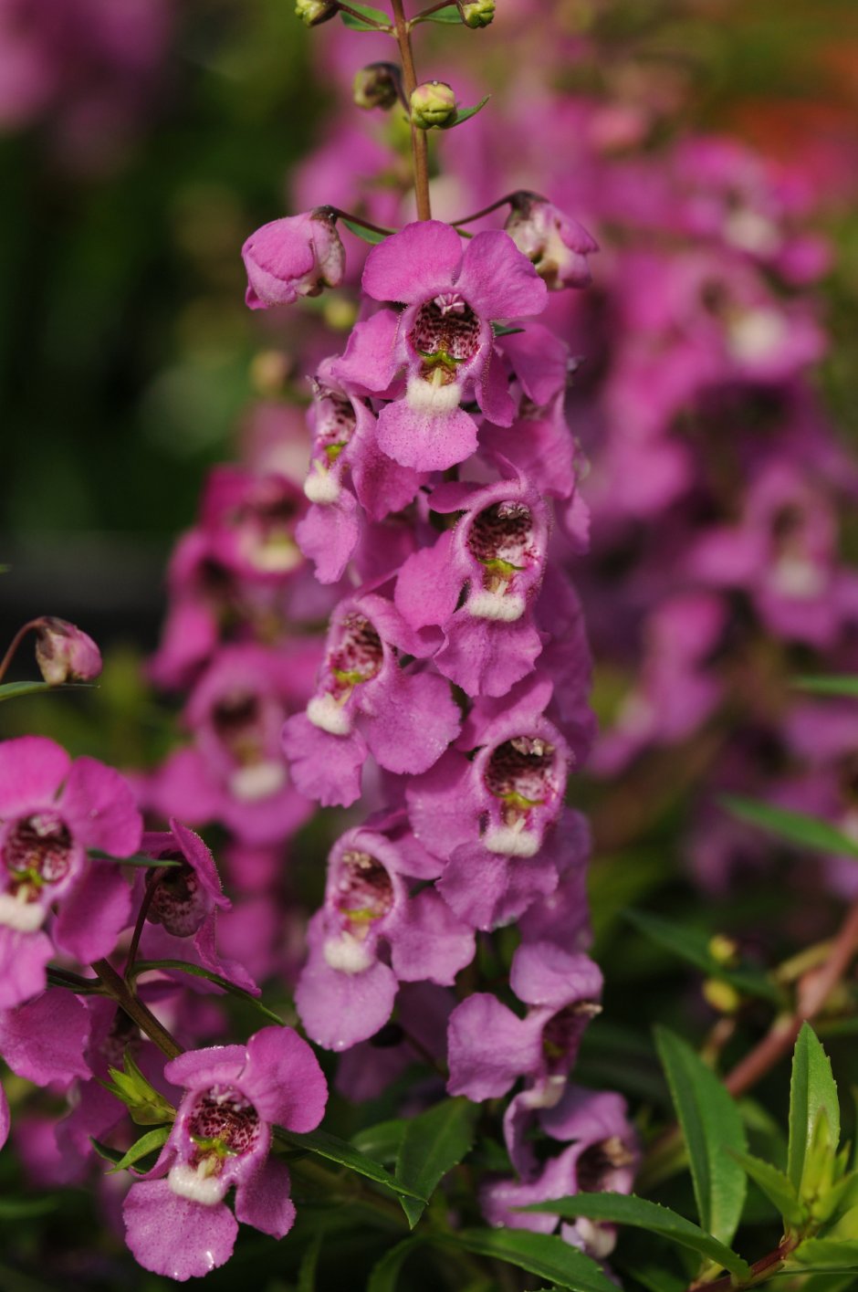 Ангелония Serena 'Lavender Pink'