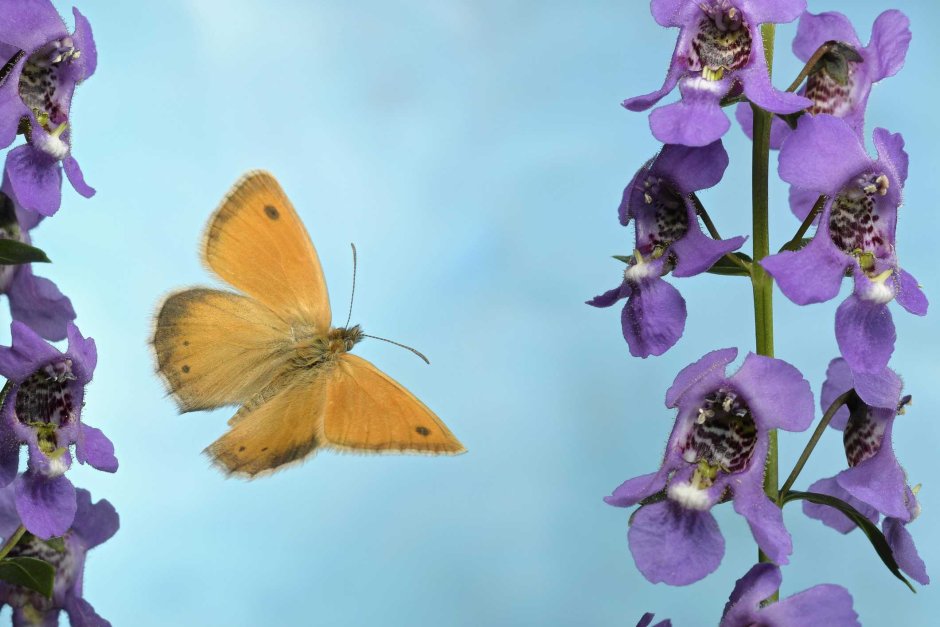 Цветок Angelonia angustifolia