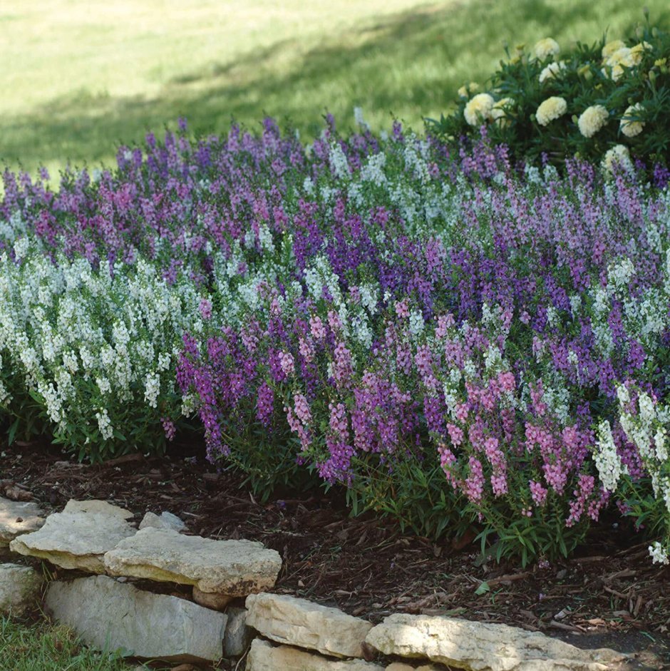 Ангелония Серена Purple