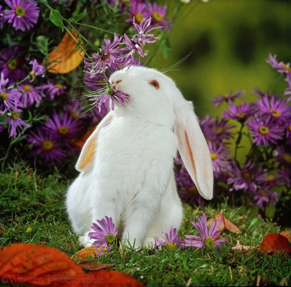 Красивый кролик в цветах