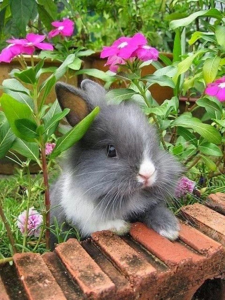 Красивые кролики маленькие