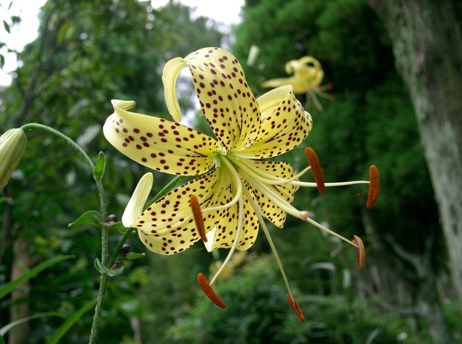 Лилия ланцетолистная (Lilium lancifolium)