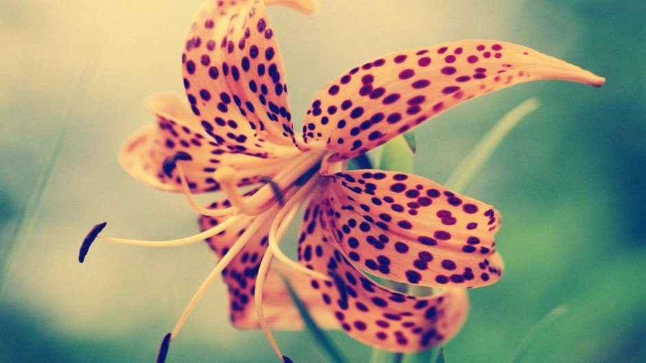 Леопардовый цветок