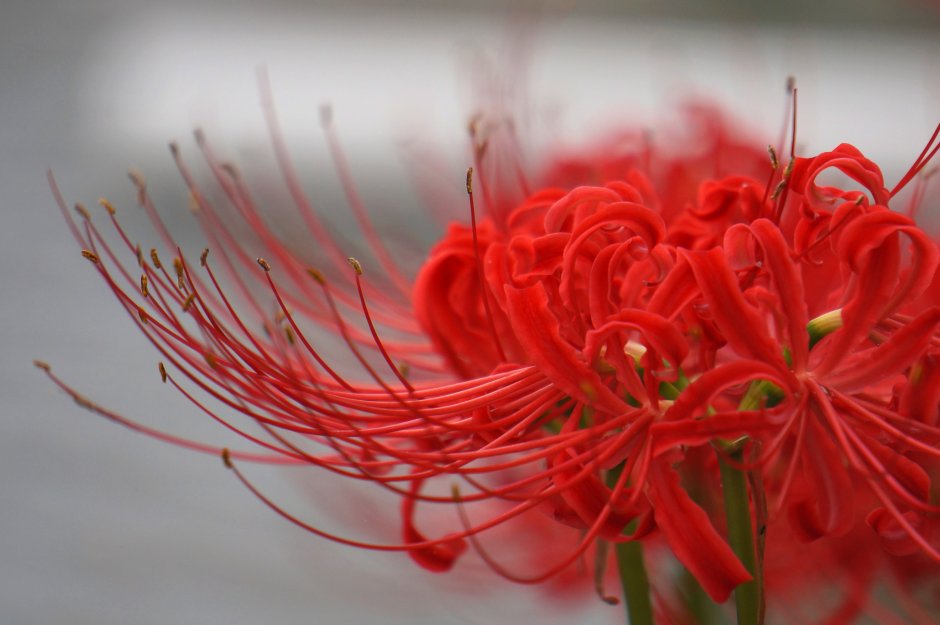 Красная Паучья Лилия на языке цветов