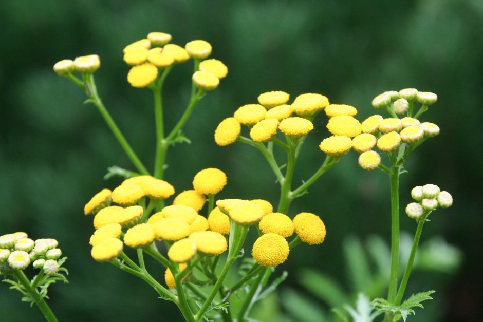 Пижма тысячелистная (Tanacetum millefolium)