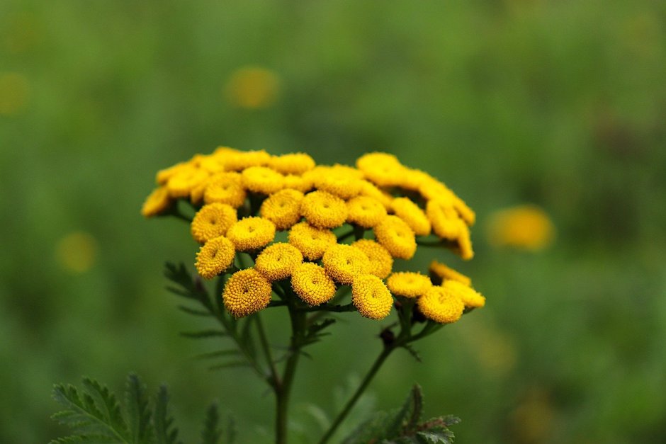 Пижма обыкновенная (Tanacetum vulgare)