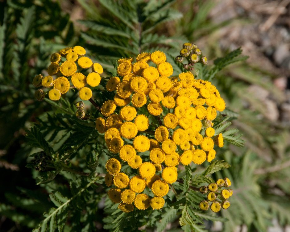 Пижма обыкновенная (Tanacetum vulgare l.)