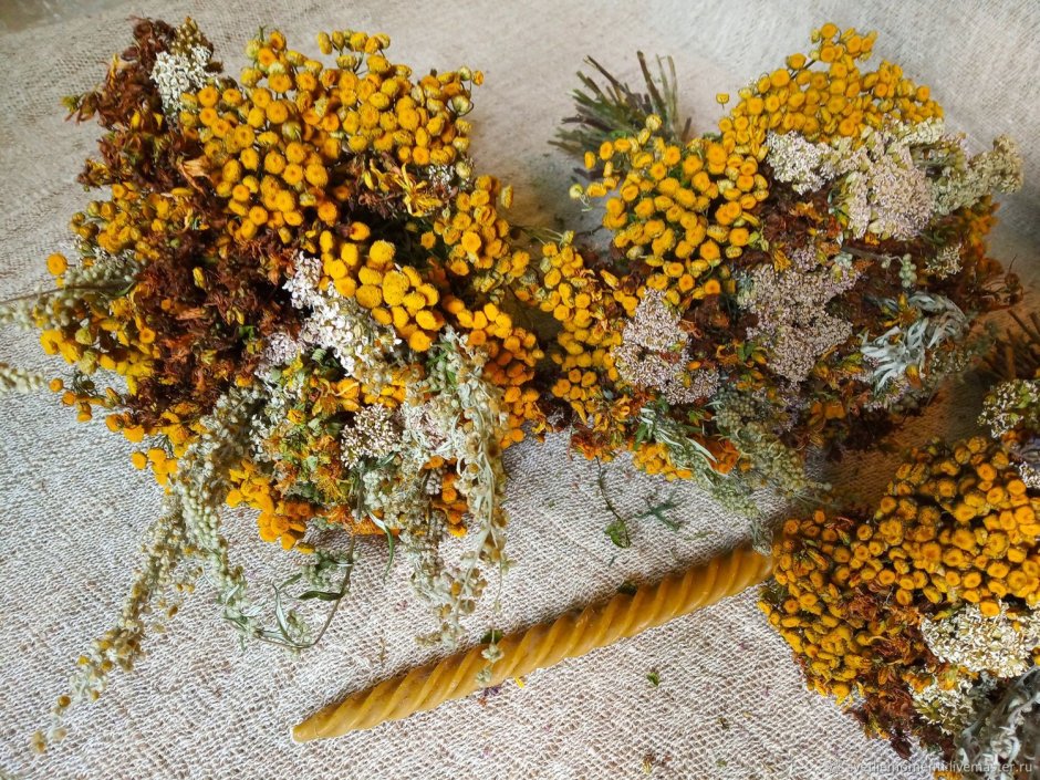 Пижма Tanacetum Garden Treasure