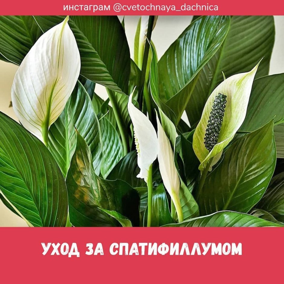 Спатифиллум Дженни