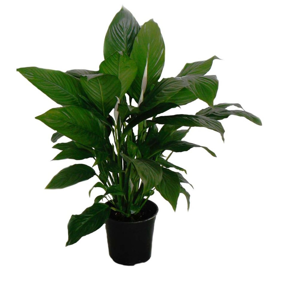 Спатифиллум геликониелистный (Spathiphyllum heliconiifolium)