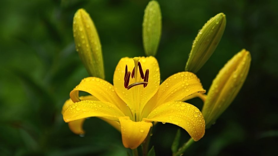 Тычинка лилейника желтого