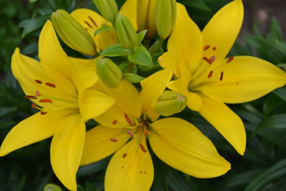 Лилия Перри цветок желтая