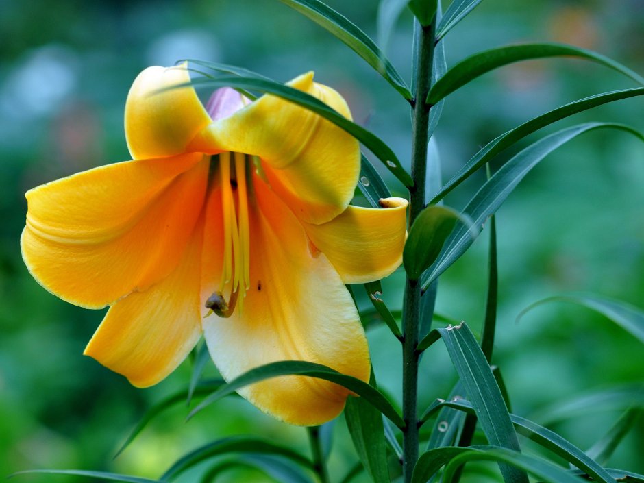 Лилия цветок желтая