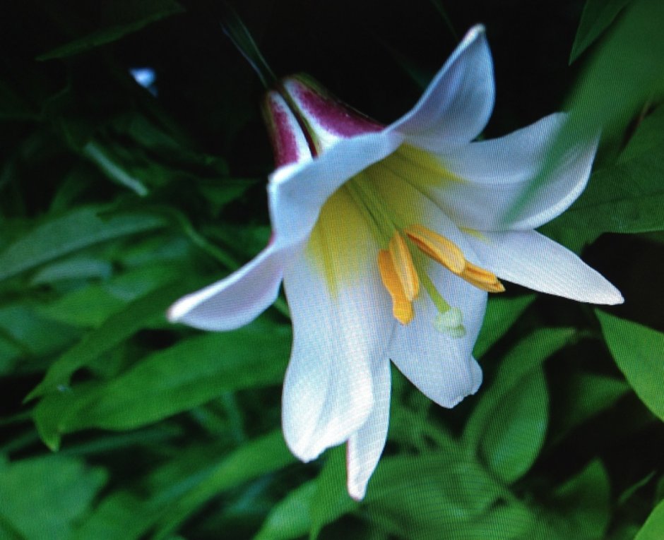 Лилия белая трубчатая