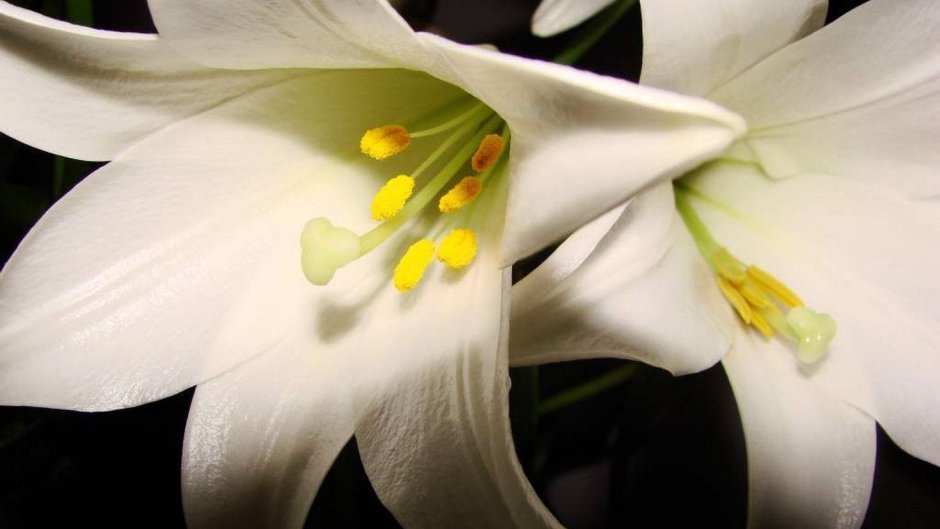 Сорт «Лилия белоснежная» (Lilium candidum)