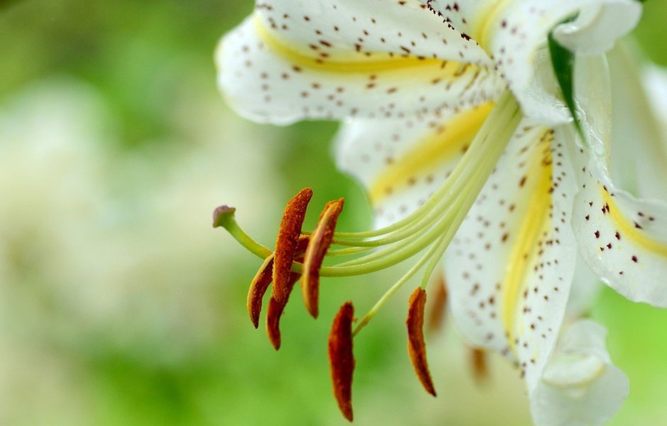 Лилии трубчатые гибриды