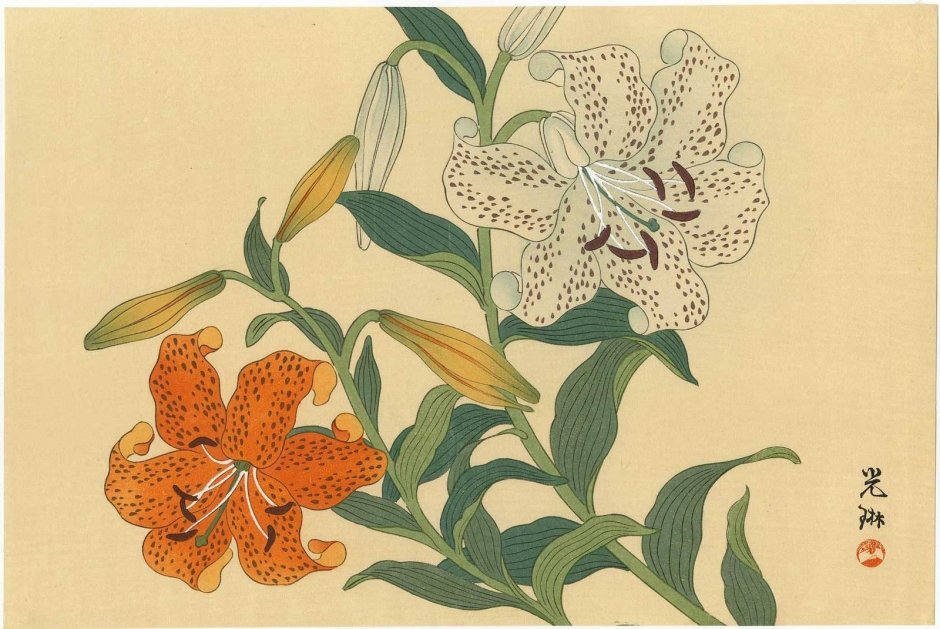Лилия тигровая ботаника
