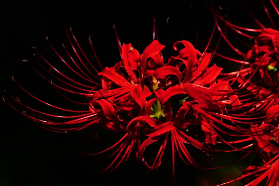 Японский цветок Хиганбана